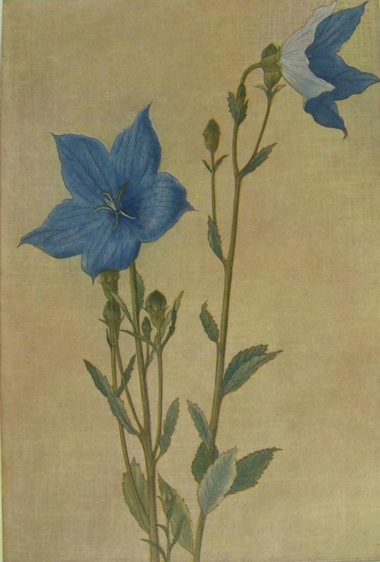 白礁  花卉圖 美国弗利尔美术馆藏】石涛花卉图册(高清图赏)